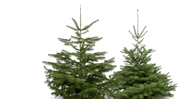 Tiroler Christbaum Tiroler Christbaum