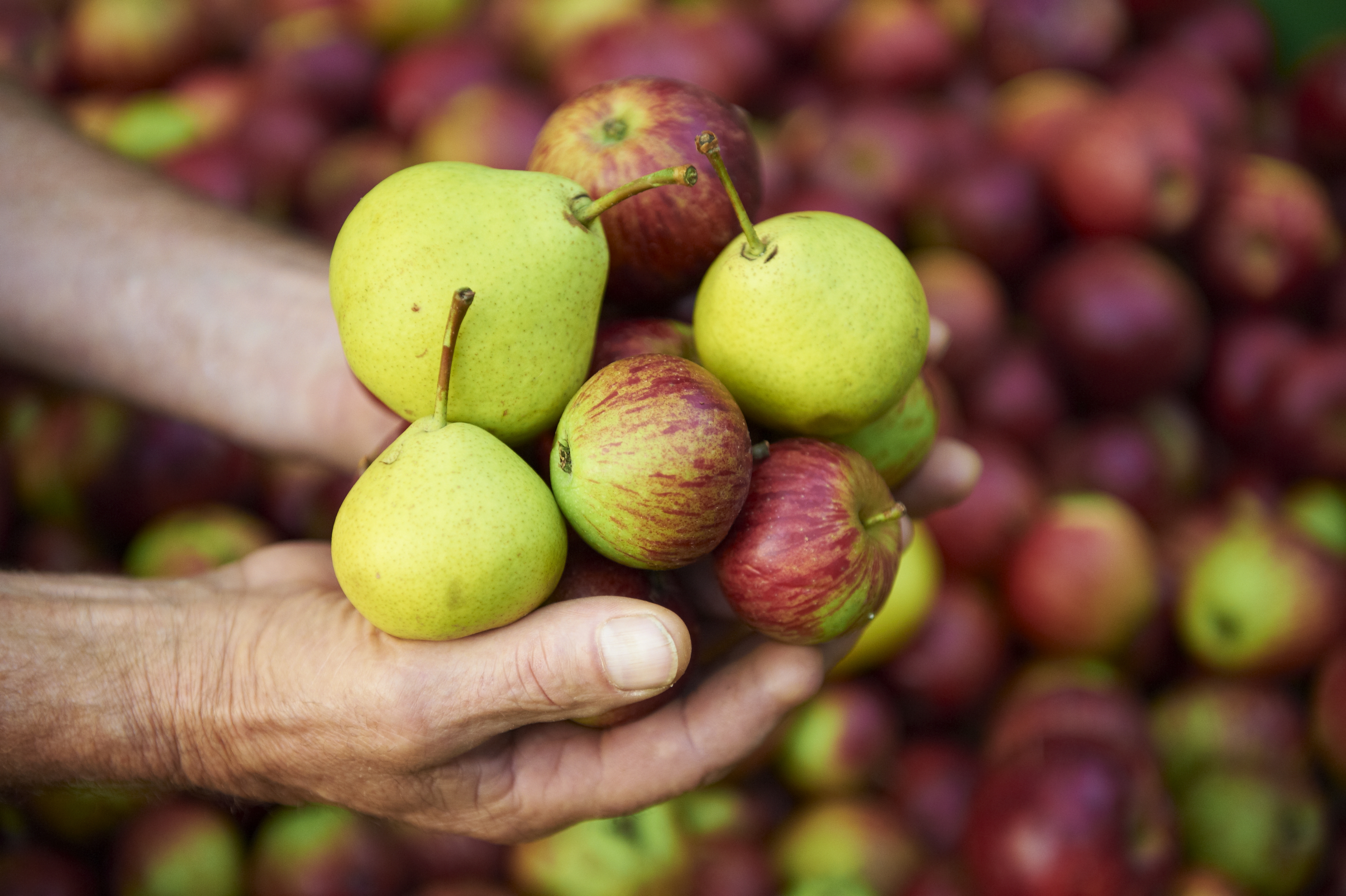 Bestes aus der Heimat - Schwäbisches WiesenObst